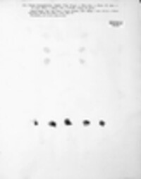 Helvella elastica image